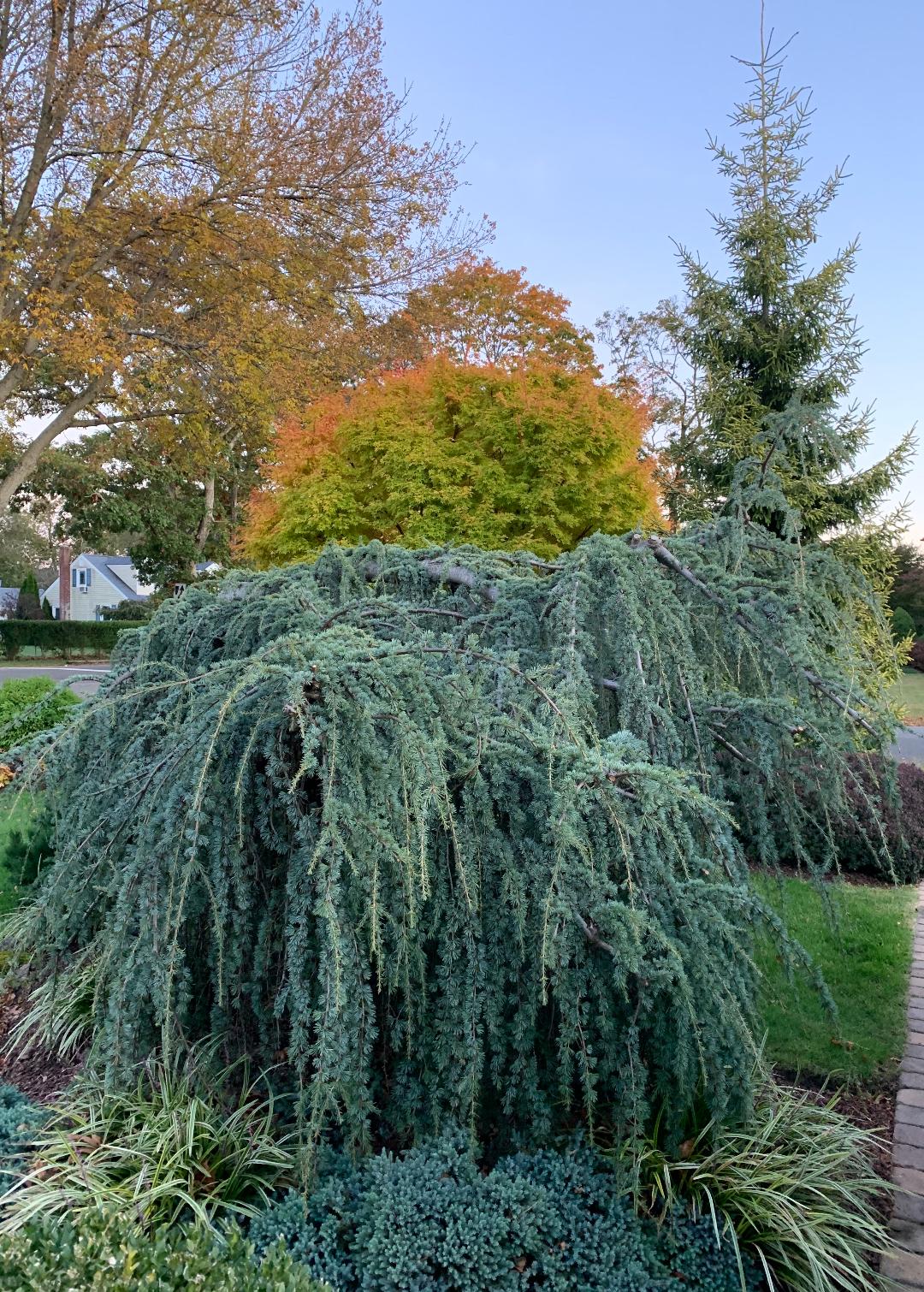 golden oriental spruce