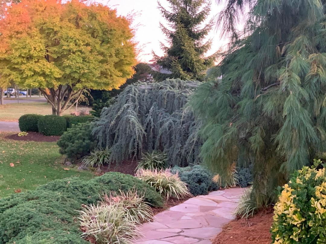 weeping white pine