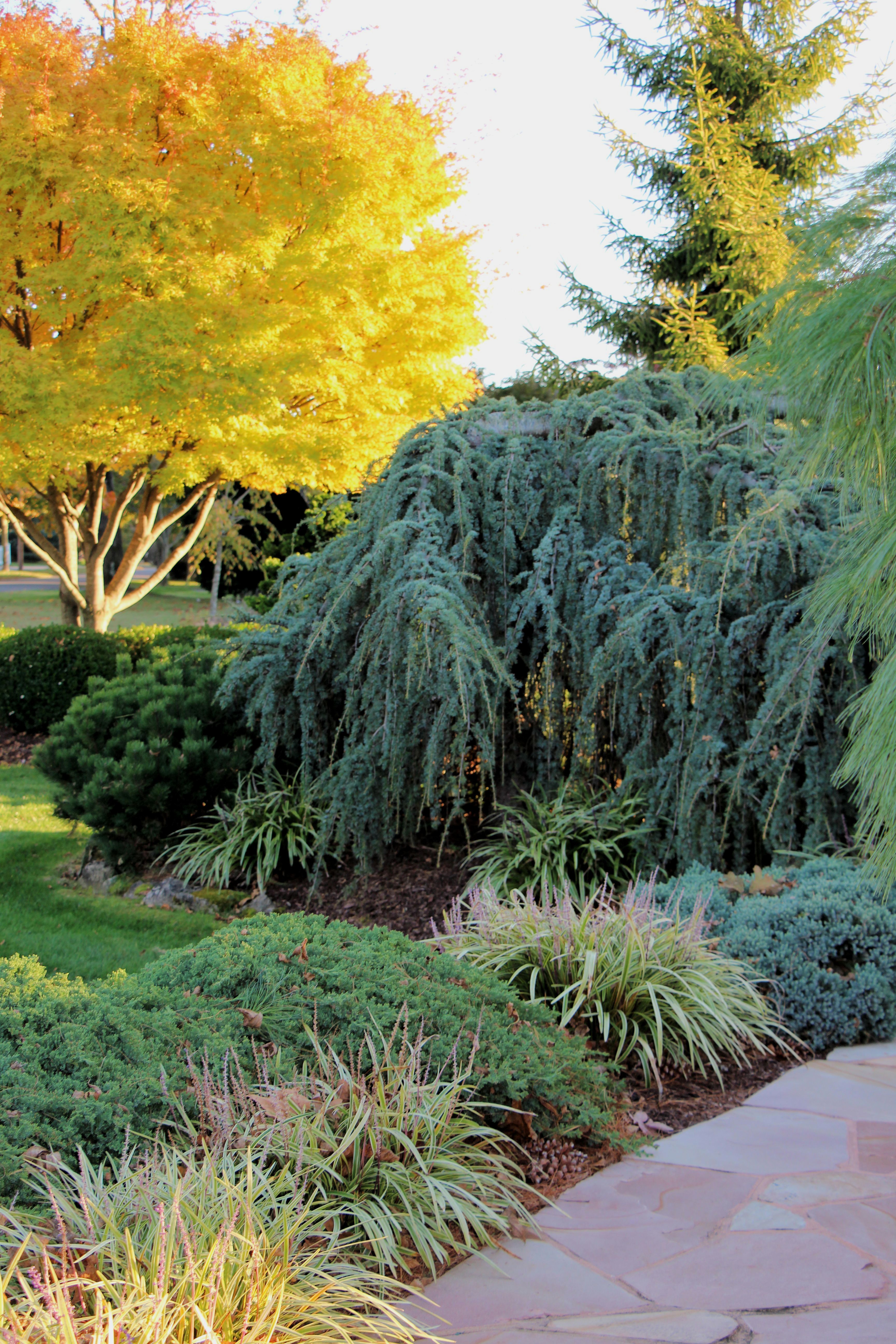 Japanese garden juniper