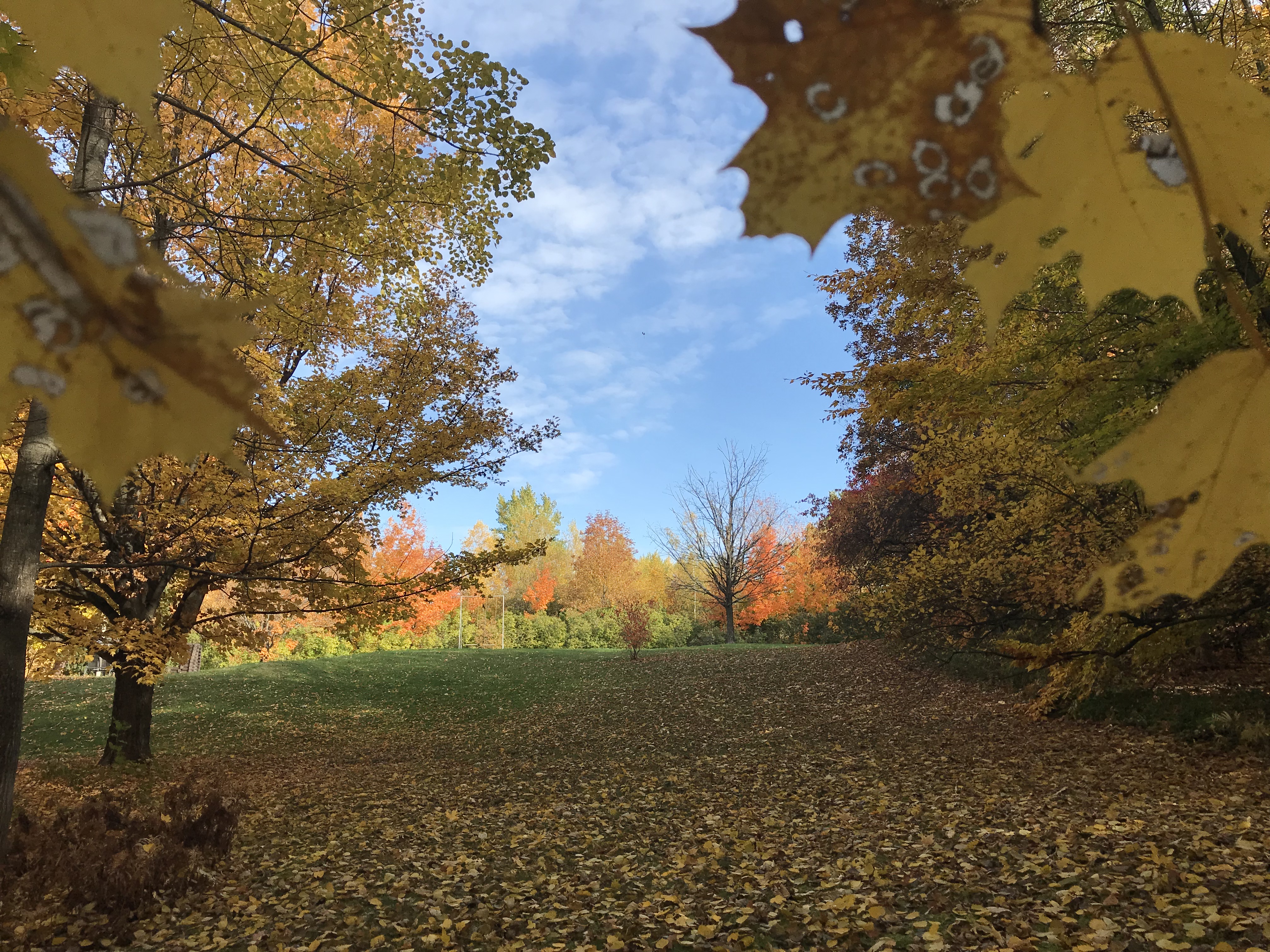 fall foliage