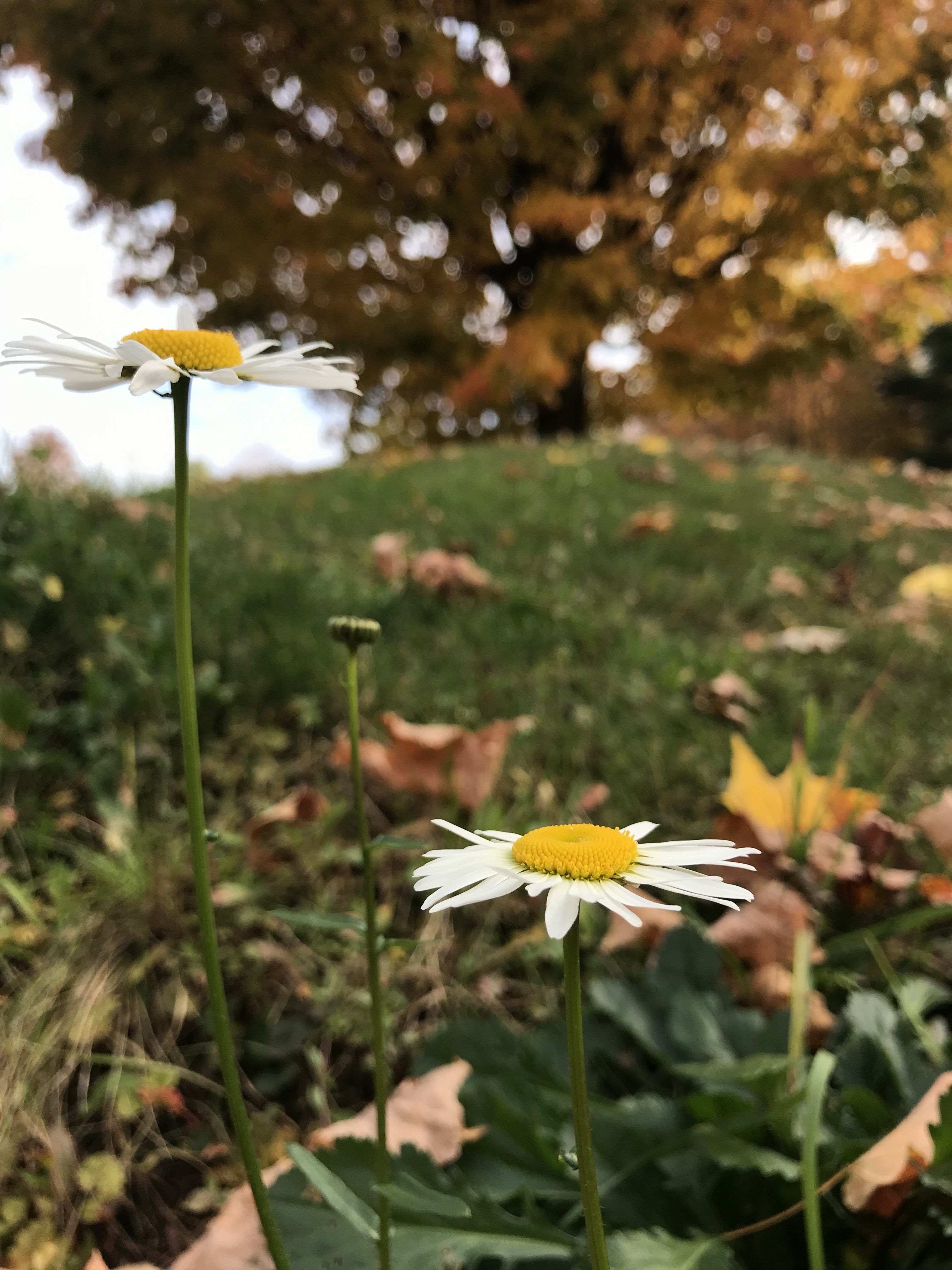 daisies