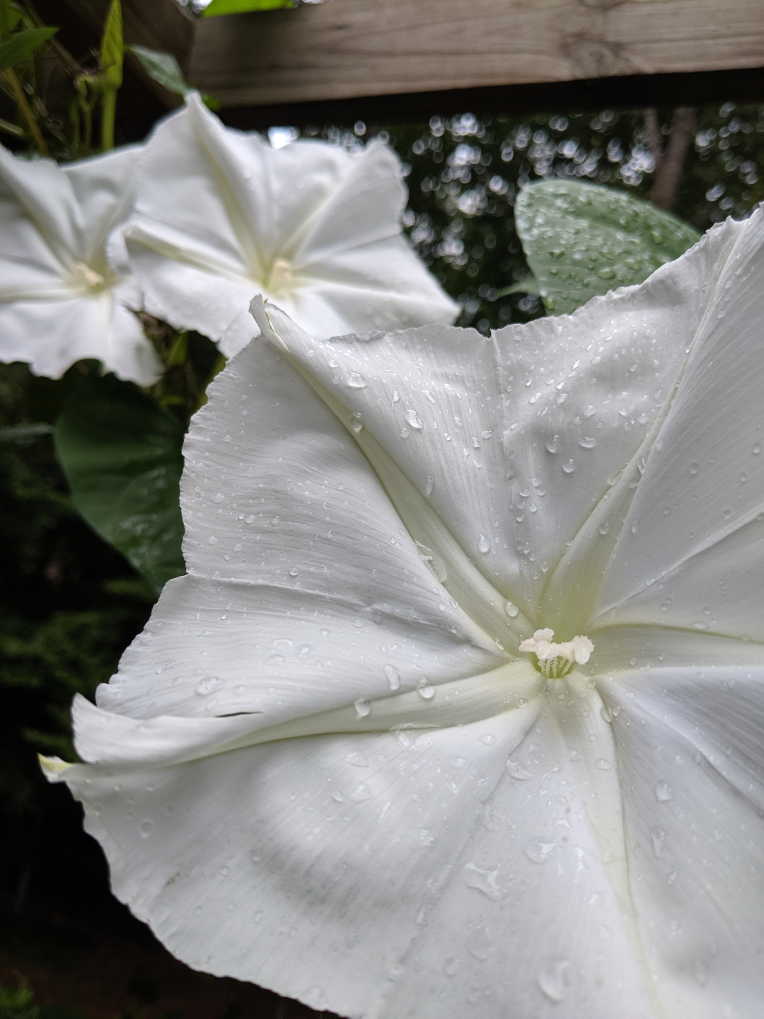 moonflower