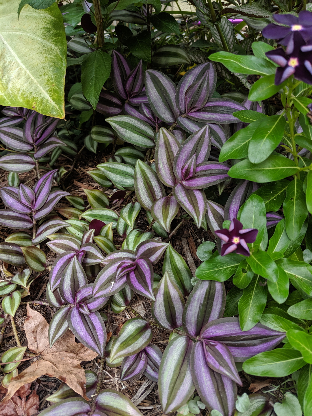 Tradescantia zebrina