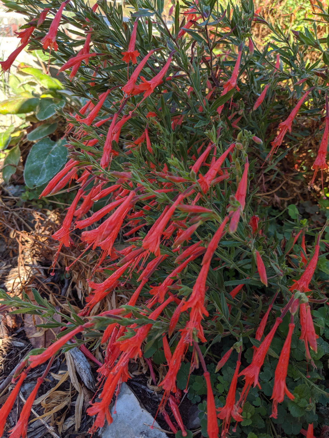 hummingbird trumpet