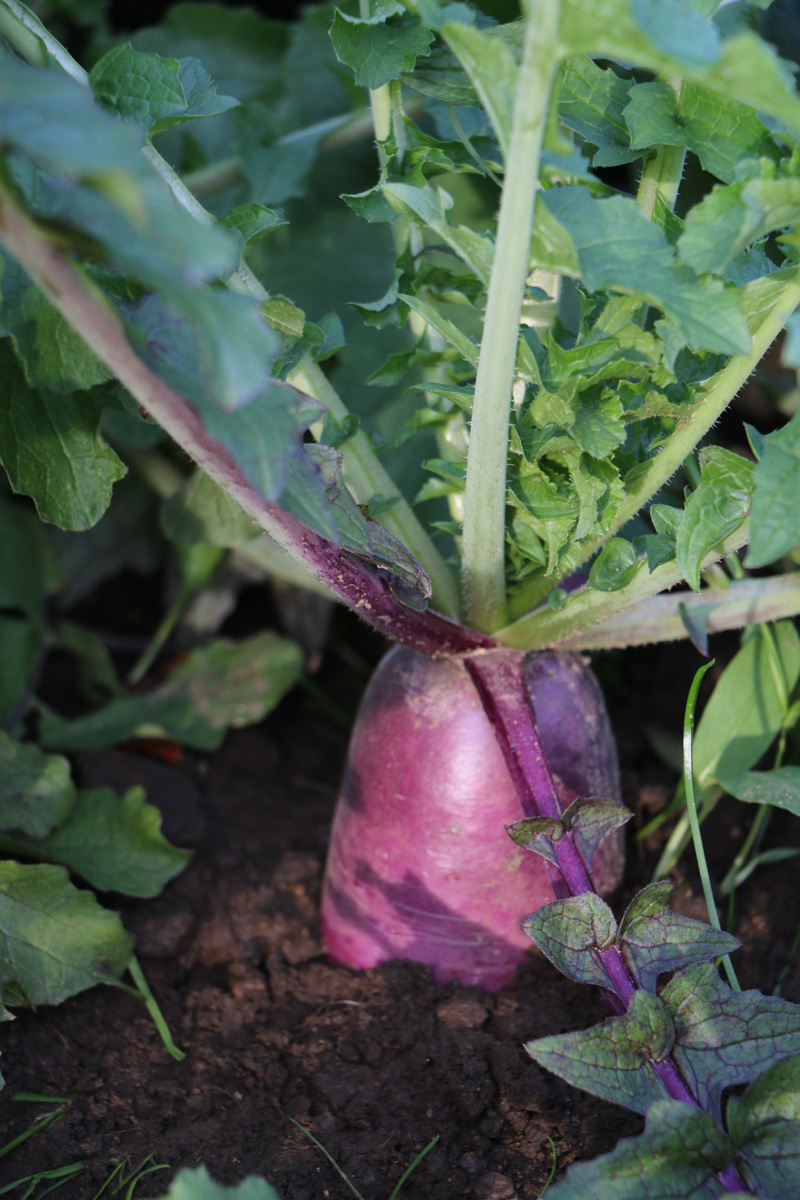 radish in the ground