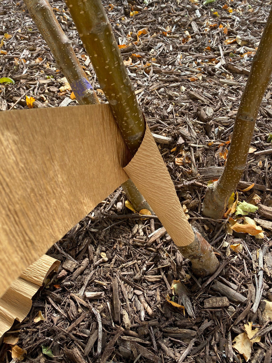 wrapping trees for winter protection