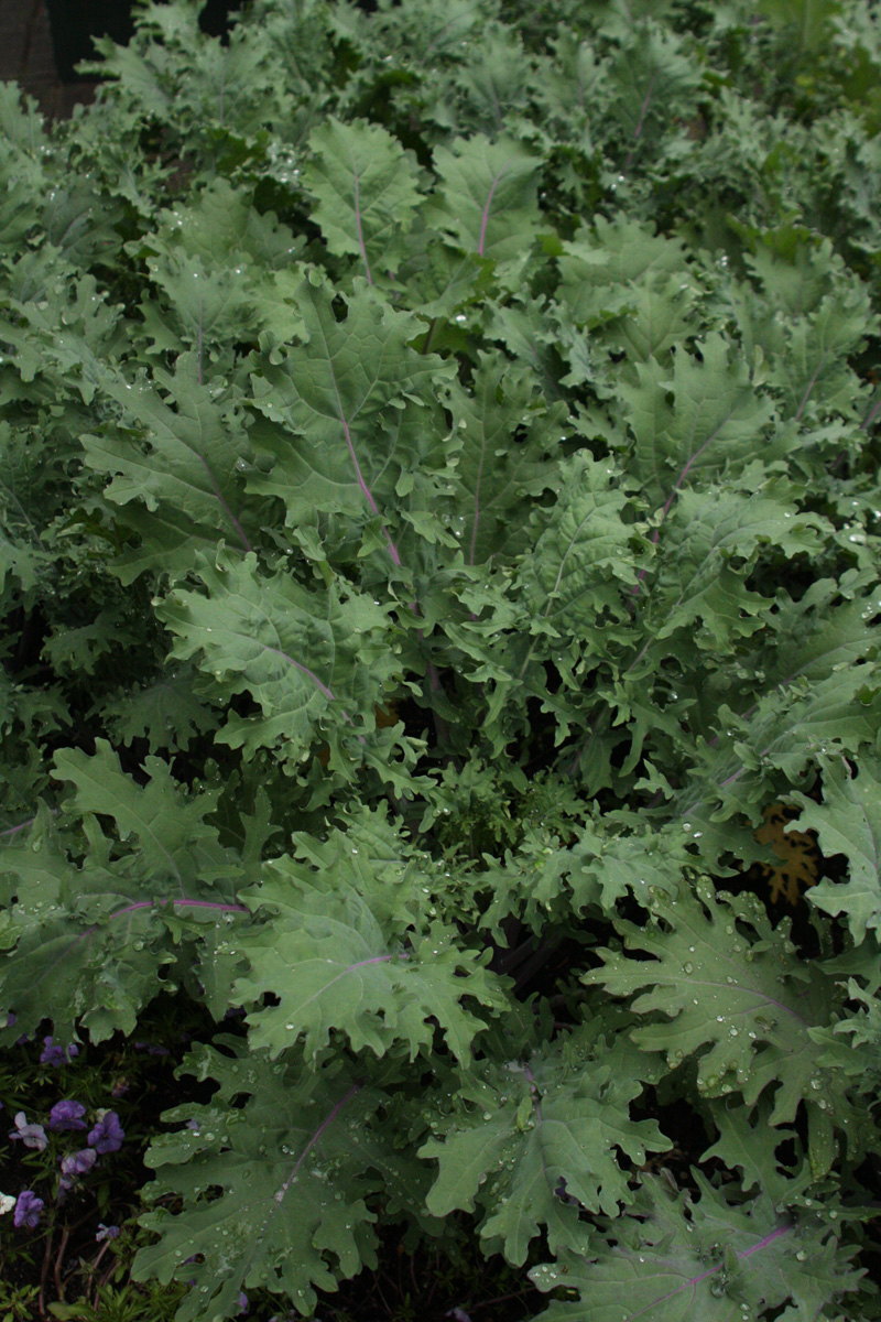 'Red Russian' kale is a great winter variety