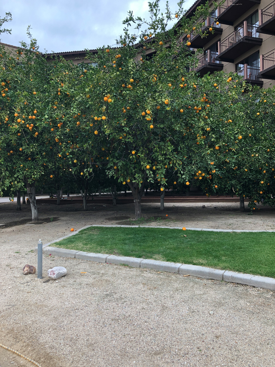 harvesting oranges from trees