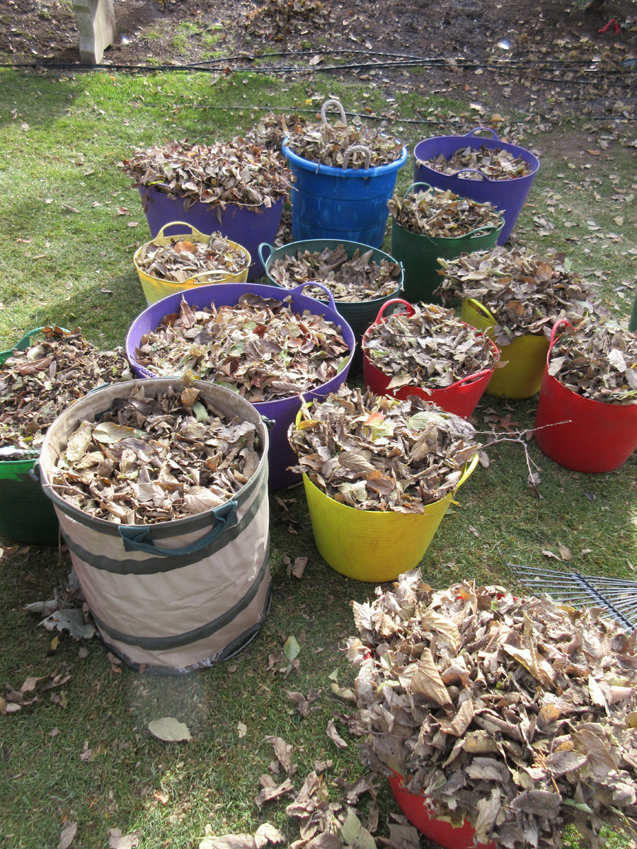 leaves collected in buckets to make leaf mold