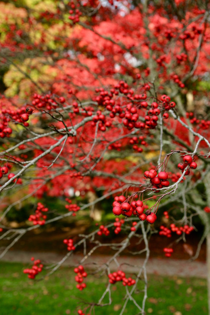 winterberry (Ilex verticillata, Zones 3–9) shrubs