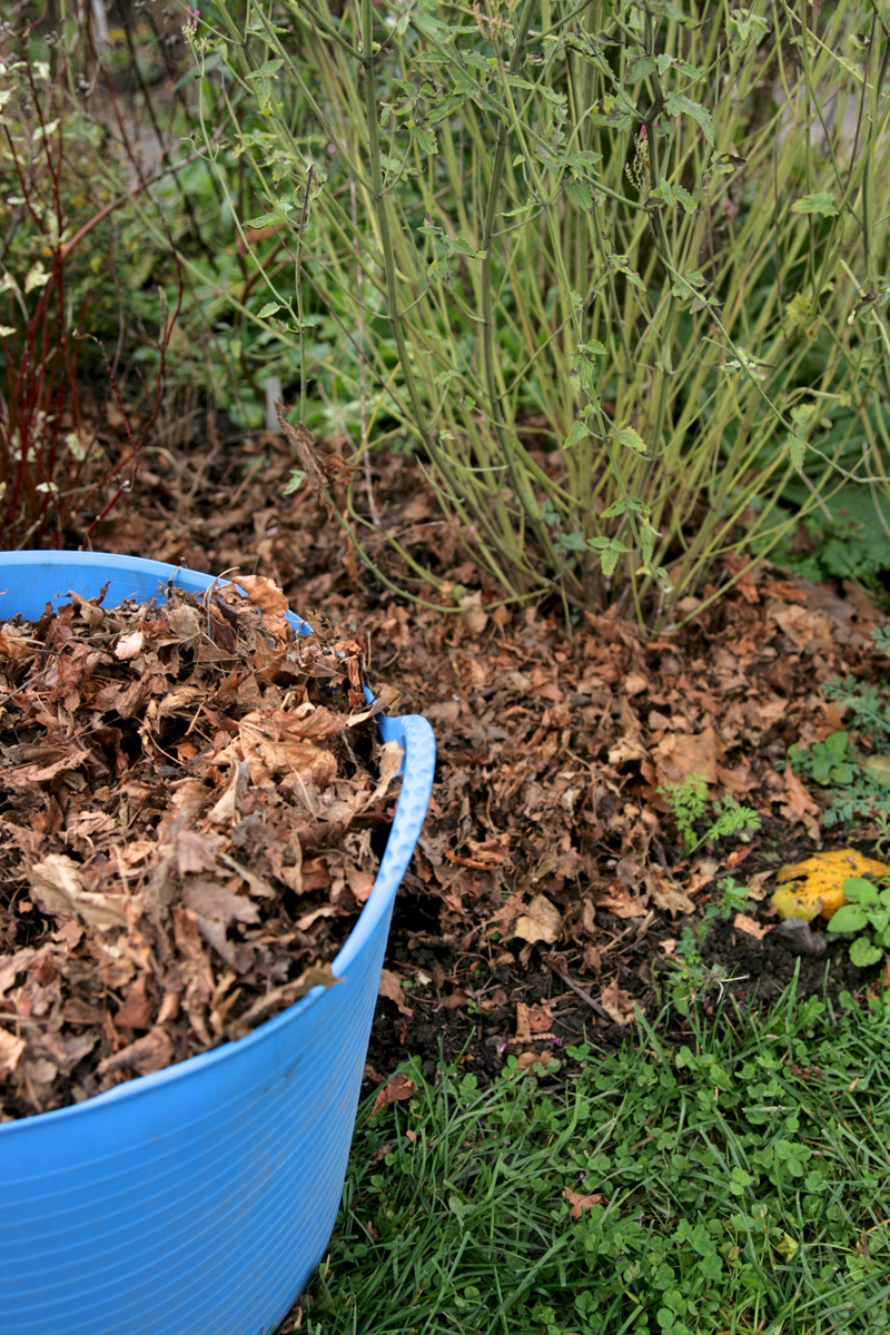 leaves protect plant bases