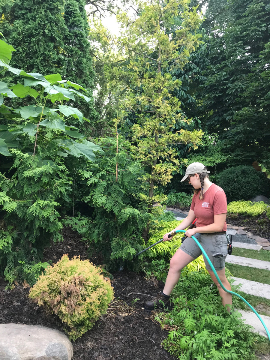 Watering evergreens