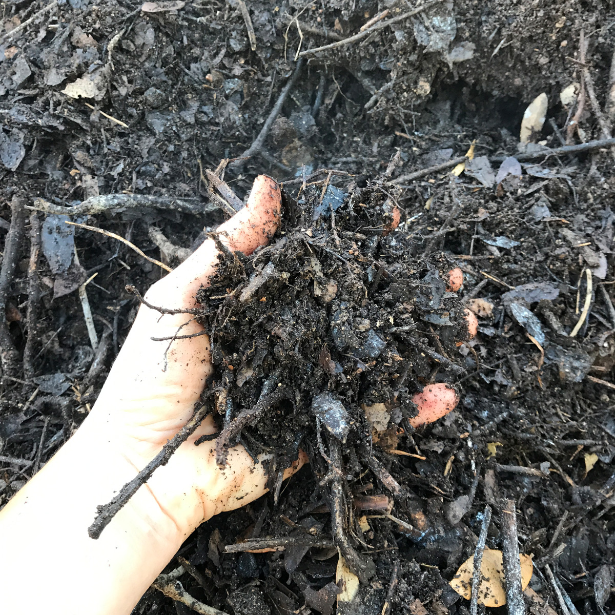 compost pile