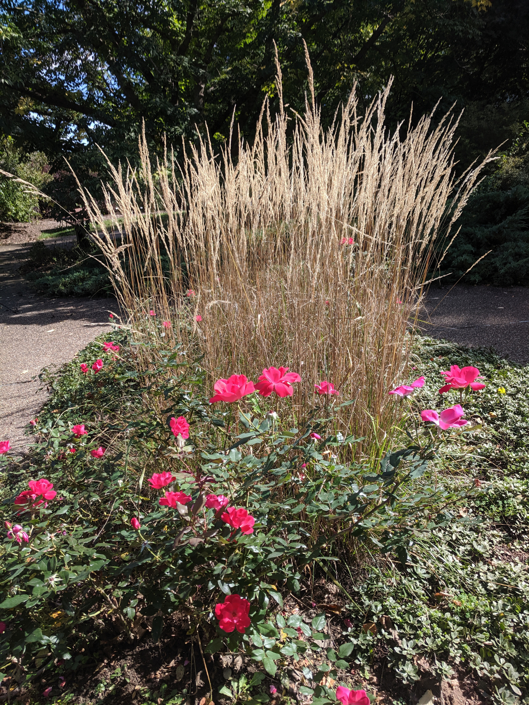 roses and ornamental grass