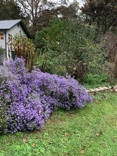 Climbing aster