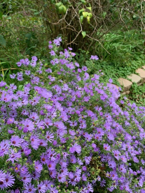 climbing aster closeup