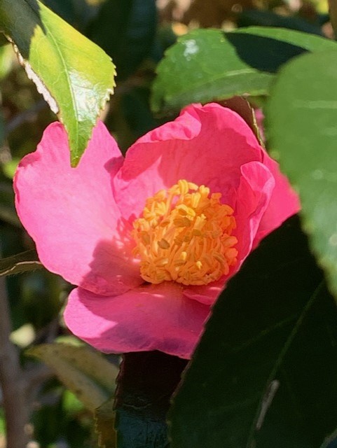 camellias