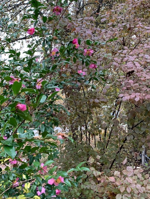 camellia bush