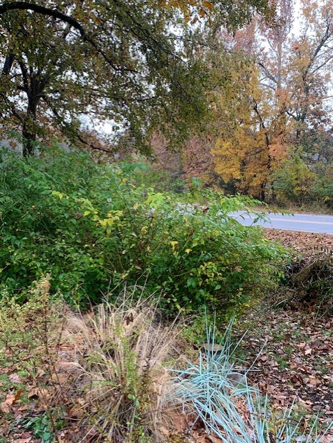 Blue lyme grass