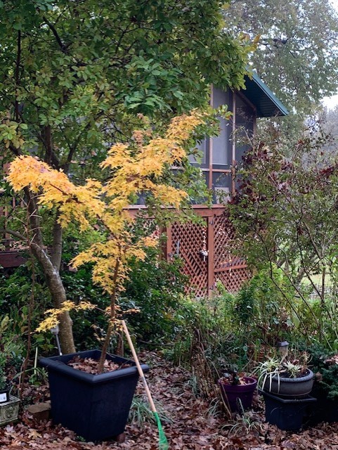 Japanese maple in a container