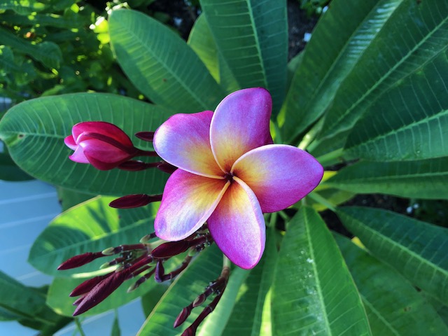 frangipani