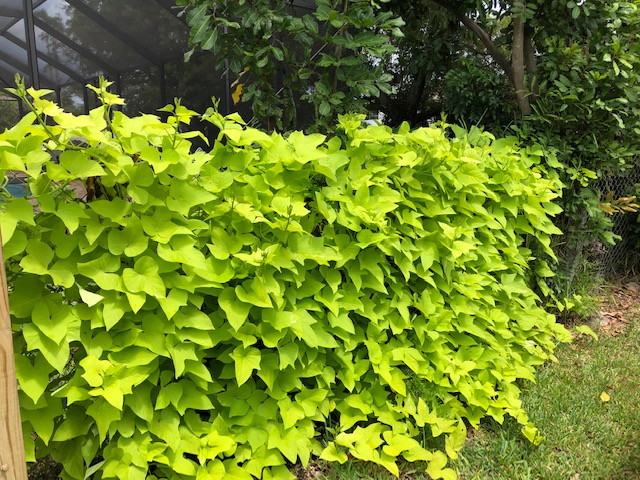 sweet potato vine