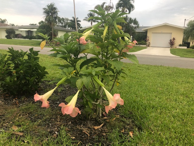 angel trumpet