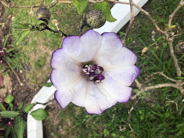 Datura