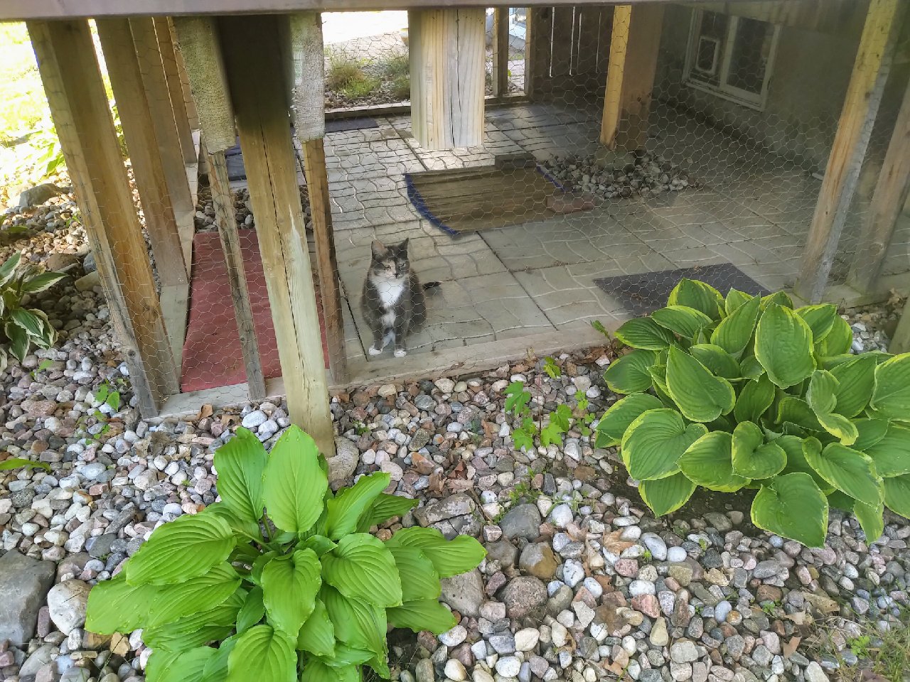 'catio' patio