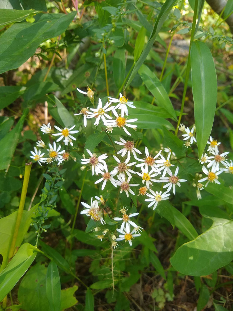 Episode 50: Top 50 Plants - Fine Gardening