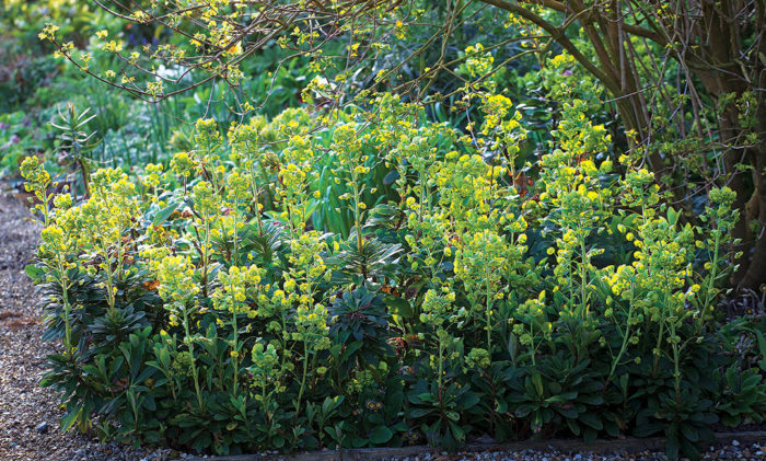 All About Growing Euphorbia Fine Gardening