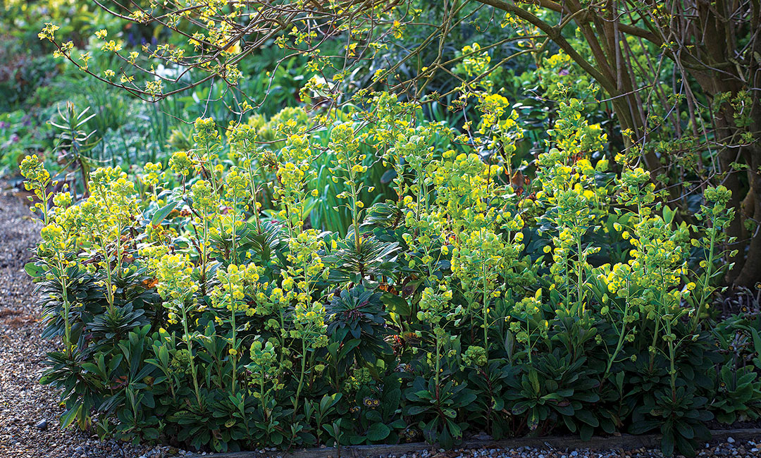 Euphorbias in flower » Plants, Plant communities »Holden Forests