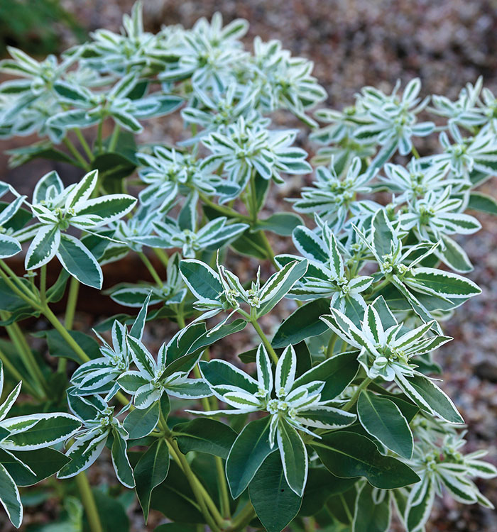 Euphorbia graniticola rooted cutting medusa plant euphorbia 