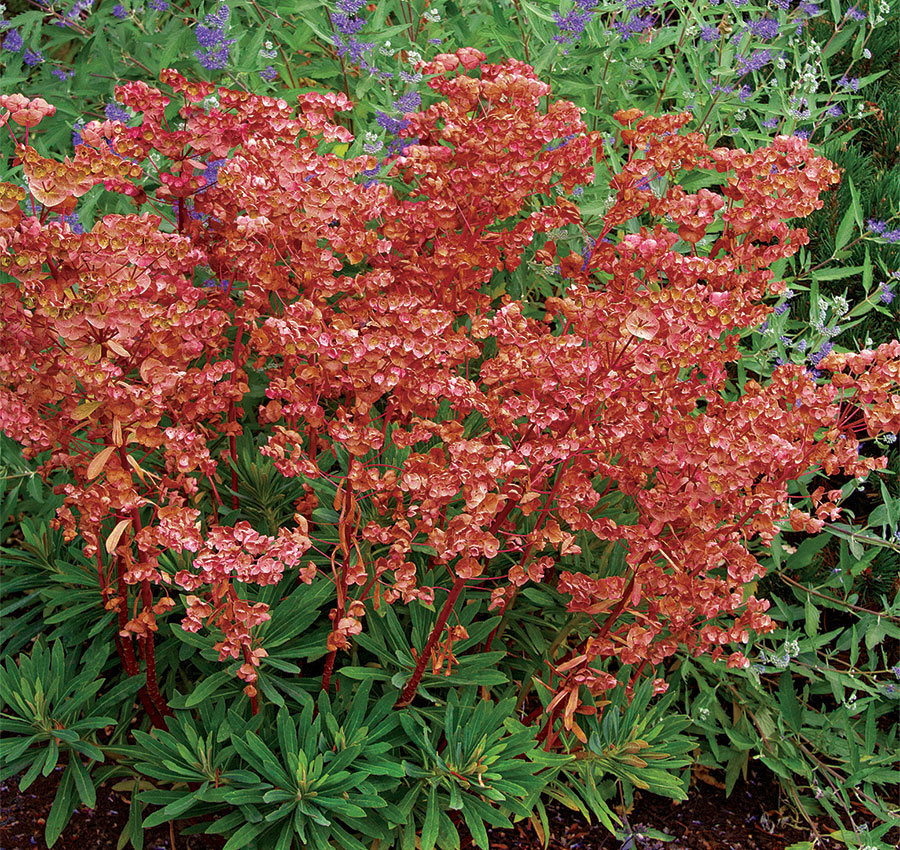 Euphorbia Red