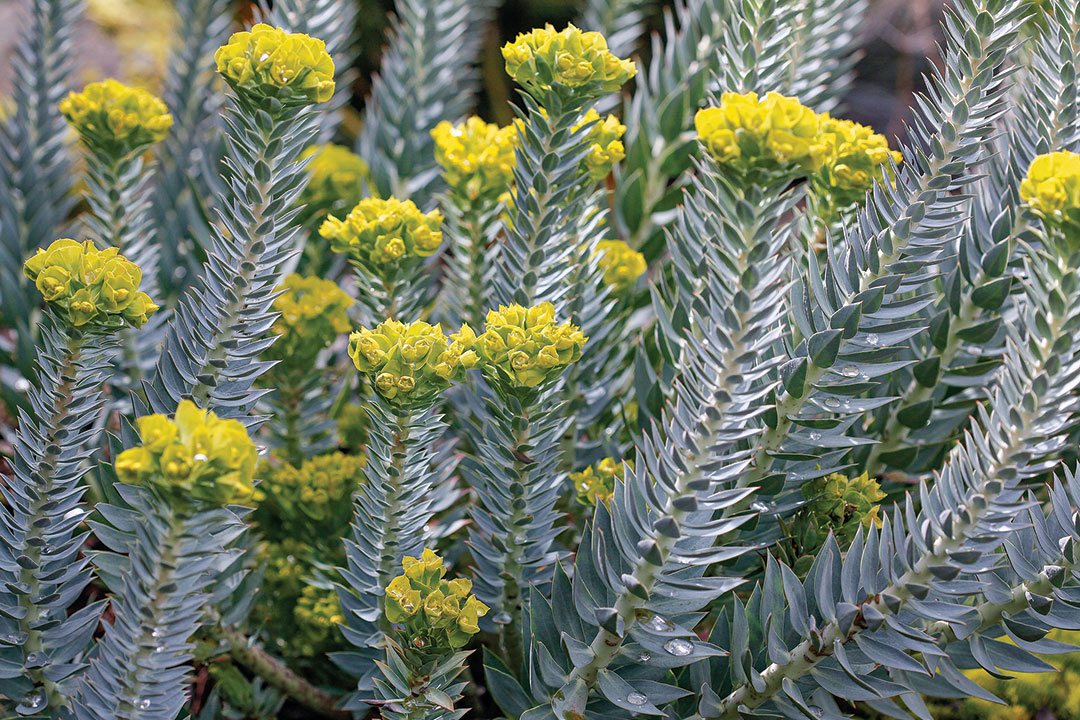 Euphorbia graniticola rooted cutting medusa plant euphorbia 