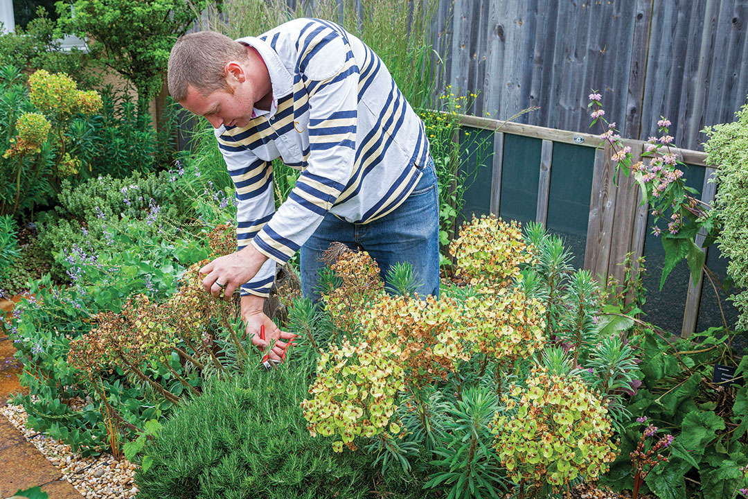 How to Prune Euphorbia  