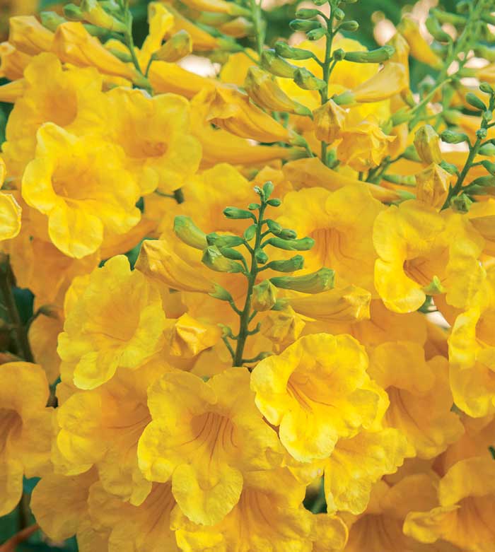 Yellow Bells