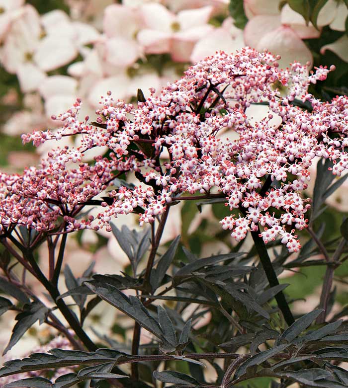 Black Lace Elderberry