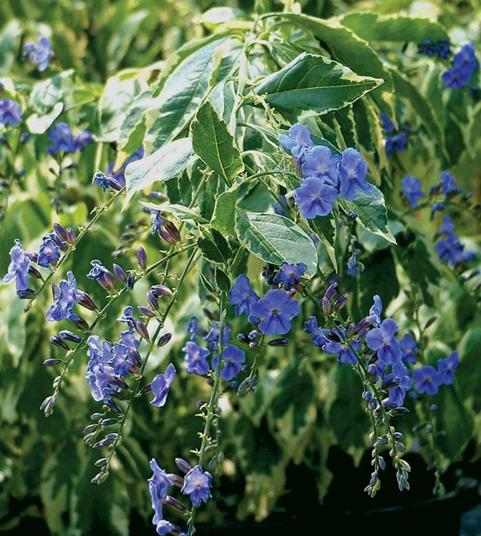 Variegated Sky Flower