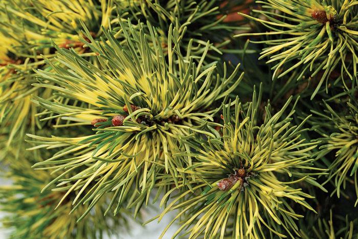 ‘Sunshine’ mugo pine