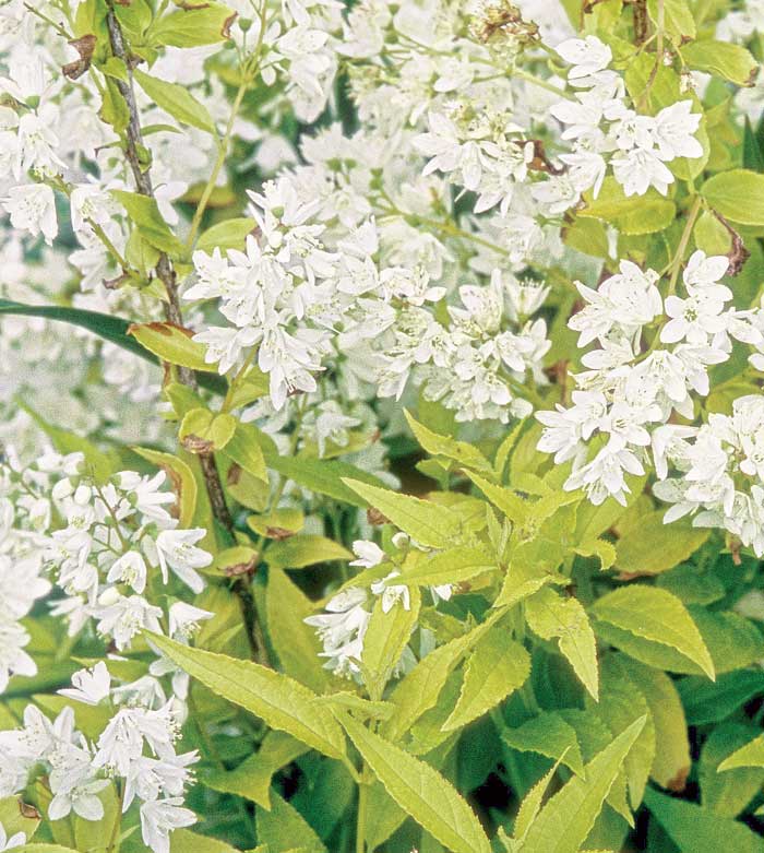 Chardonnay Pearls Deutzia