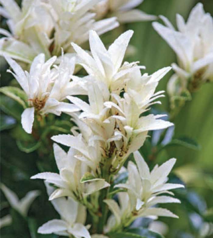 Paloma Blanca Euonymus