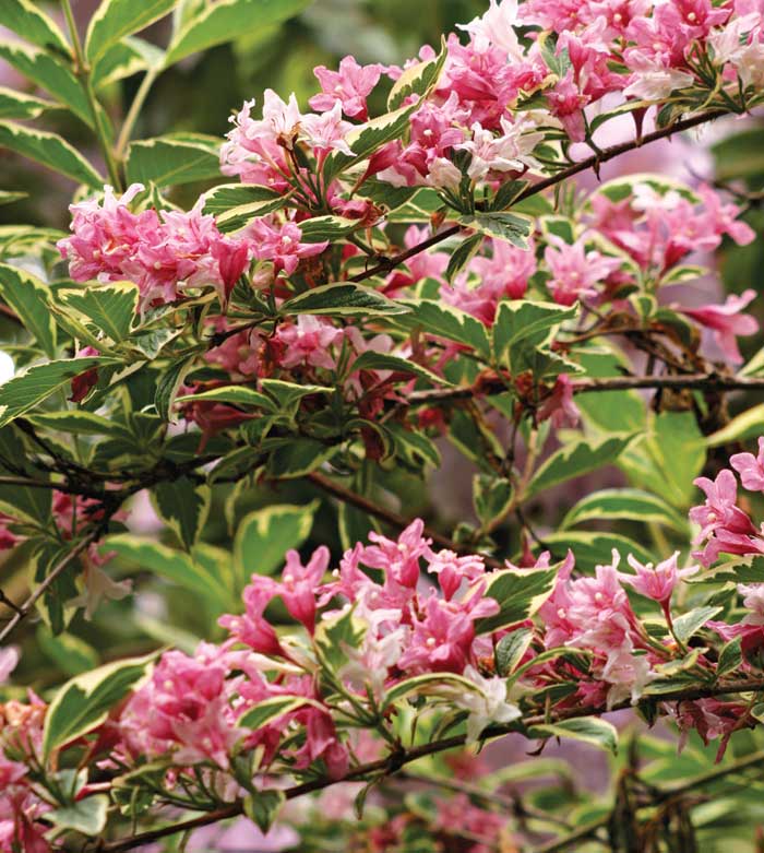 Variegated Weigela