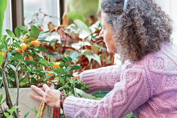 growing citrus