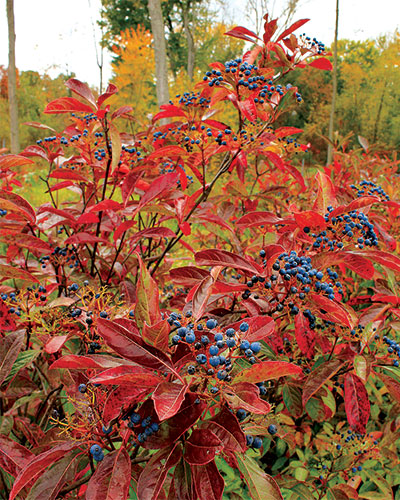 Brandywine Possumhaw Viburnum