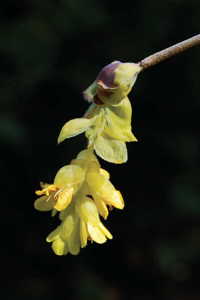 Gold Spring Spiked Winter Hazel Photo: Courtesy of Paul Cappiello