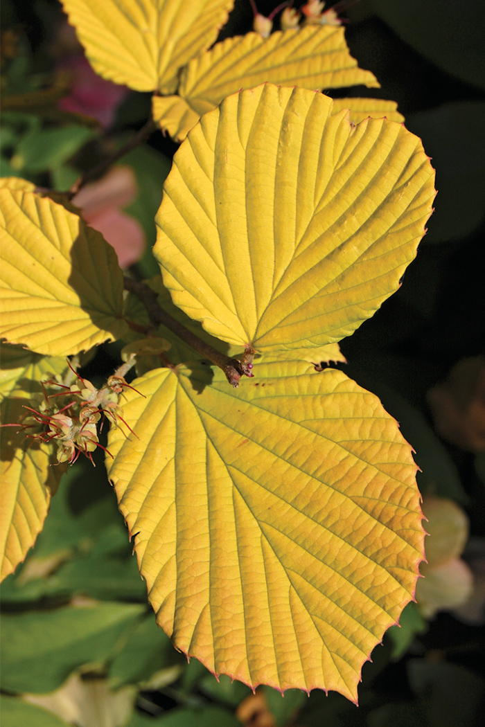 Gold Spring Spiked Winter Hazel