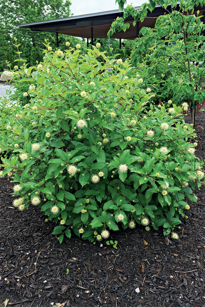 Moonlight Fantasy Buttonbush