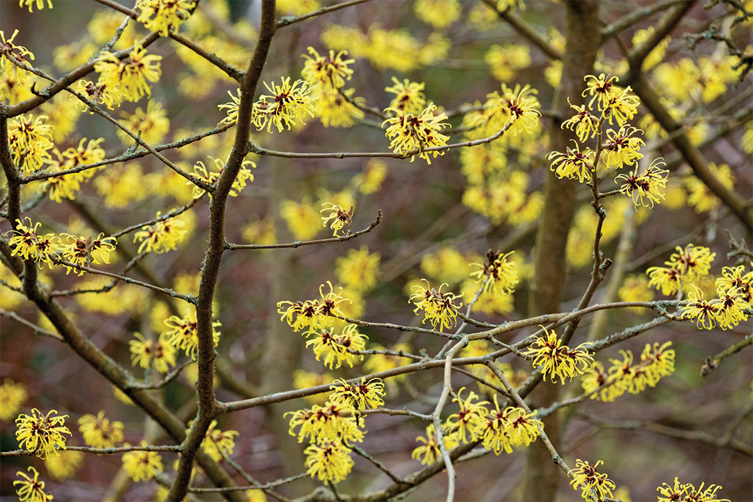 Wisely Supreme Witch Hazel