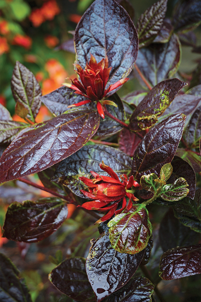 Burgundy Spice Eastern Sweetshrub